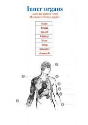 English Worksheet: Inner organs-  the names of body organs    