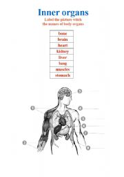 Inner organs-  the names of body organs    