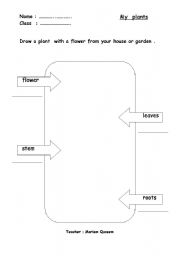 English worksheet: my plant