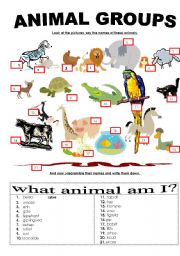 English Worksheet: Animal groups