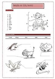 English Worksheet: Parts of the body