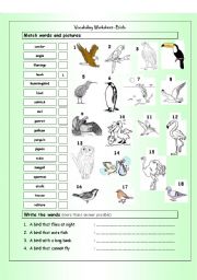 English Worksheet: Vocabulary Matching Worksheet - BIRDS