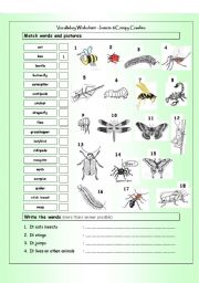 English Worksheet: Vocabulary Matching Worksheet - INSECTS & Creepy Crawlies