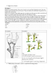 English worksheet: Science - Hydra reproduction