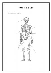 English worksheet: The skeleton