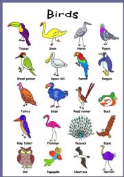 English Worksheet: Birds