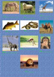 English worksheet: Animals