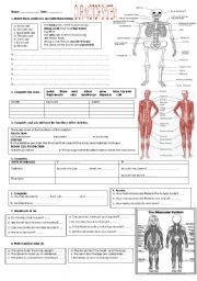 English Worksheet: MY BODY REVISION