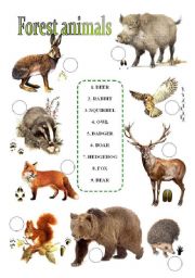 English Worksheet: forest animals