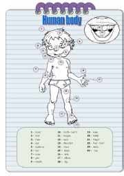 English Worksheet: Homan Body