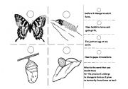 Butterfly Metamorphosis