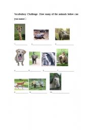 English worksheet: Animals