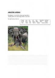 English worksheet: AMAZING ANIMAL