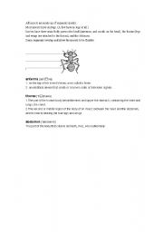 English worksheet: insect intro