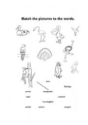 English worksheet: birds