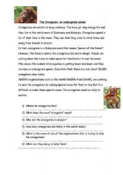 English worksheet: The orangutan