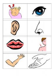 English Worksheet: Human body flashcards