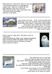 English worksheet: Animals of the Arctic