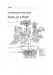 Label the parts of the plant activity sheet