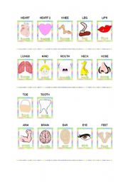 English worksheet: The body