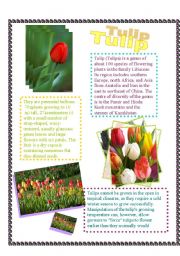 English worksheet: tulip