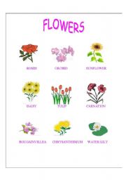 English worksheet: flowers