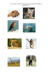 English Worksheet: ANIMALS- PHYSICAL APPEARANCE
