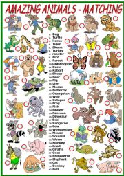 English Worksheet: AMAZING ANIMALS- MATCHING EXERCISE (B&W VERSION INCLUDED)