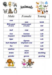 English Worksheet: Animals (Male-Female-Young)