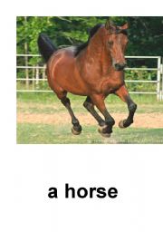 English Worksheet: farm flashcards