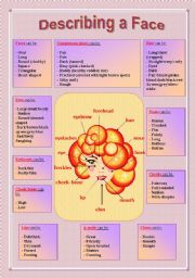 English Worksheet: Describing a Face