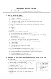 English worksheet: Plant anatomy