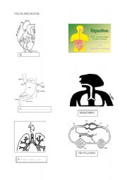 English worksheet: ORGANS FUNCTIONS