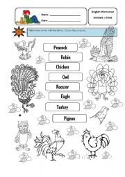 English Worksheet: birds