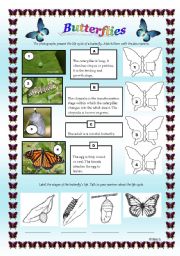 English Worksheet: Butterflies