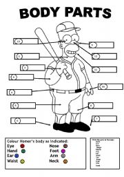 English Worksheet: HOMERS BODY PARTS