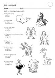 English Worksheet: WILD ANIMALS