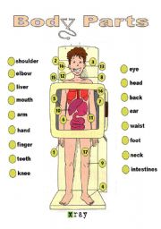 English Worksheet: BODY PARTS: X-RAY