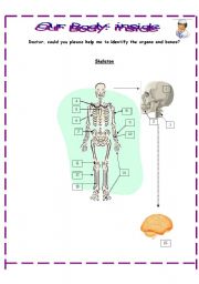 Our body: inside