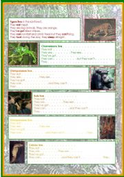 English Worksheet: RAINFOREST ANIMALS