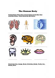 English Worksheet: The Human Body