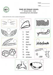 English Worksheet: Animal body parts