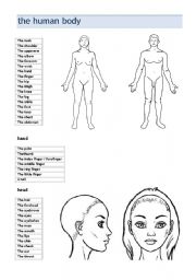 English worksheet: the human body