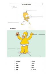 The human body with Homer Simpson