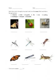 English Worksheet: Flash cards--insects