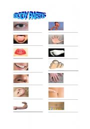 English Worksheet: body parts