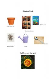 English Worksheet: Plants 