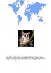 English worksheet: Bushbabies