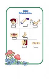 English worksheet: the body parts