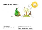 English worksheet: Food chain in forests